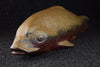 BIZEN YAKI FISH - ONE OF A KIND CERAMIC GIFT ITEM - TLS Living